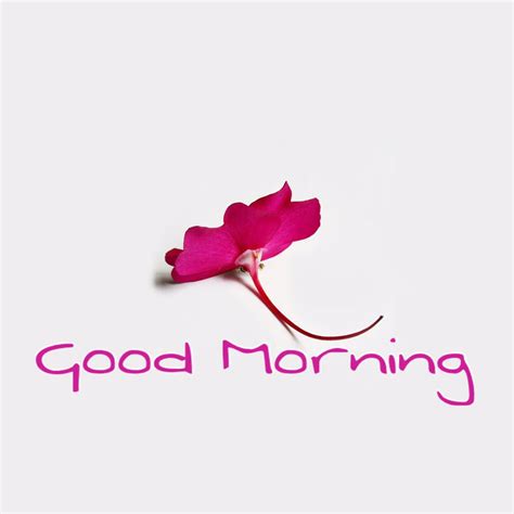 Good Morning With Pink Flower Jkahircom Hd Wallpaper