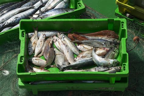Box Of Fresh Fish On Fishing Neds In The Boat Stock Image Image Of
