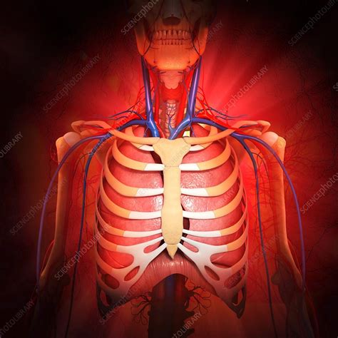 Chest Anatomy Artwork Stock Image F0060711 Science Photo Library