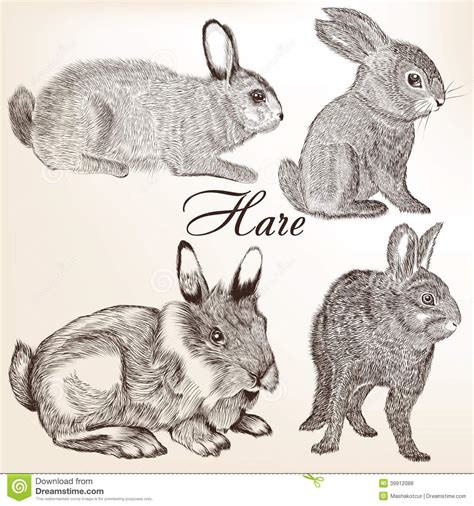 Vektorsatz Hand Gezeichnete Kaninchen Vektor Abbildung - Illustration