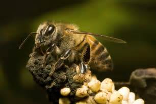 Killer Bees In Puerto Rico Evolved To Be Less Aggressive •