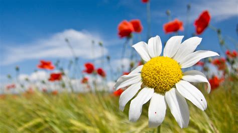 In fact we've actually managed to rack up several hundred high definition hd wallpapers right here on this site covering a huge variety of desktop wallpaper categories, topics and. Flower Wallpapers | Best Wallpapers