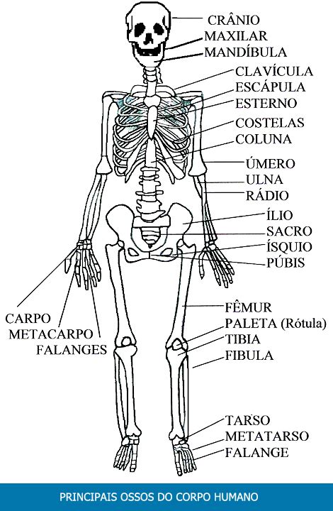 Os Principais Ossos Do Corpo Humano Clikaki