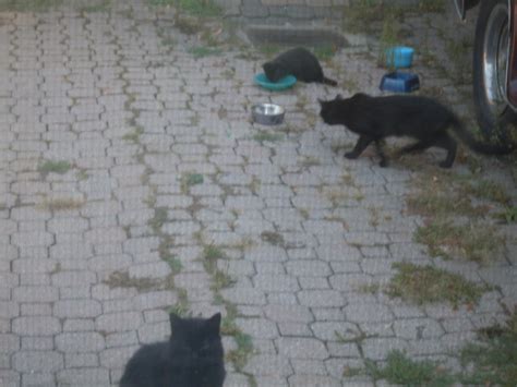 Members of a feral cat colony can include cats that have strayed after living with human caretakers as well as their offspring, which have had little human contact or none at all. A feral cat colony. - CatCentric