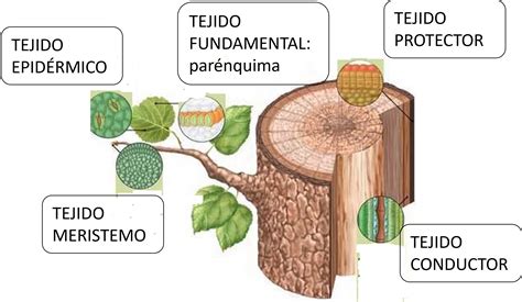 Tejido Vegetal Mind Map