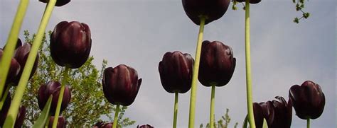 Black Tulips Article Onthursd