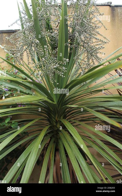 19 Plant With Spiky Leaves Fajrsailor