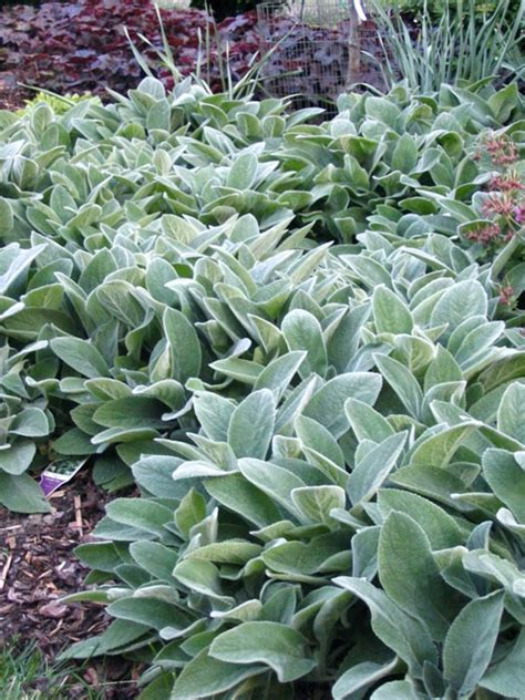 How To Grow Lambs Ears Natures Most Touchable Plant Sensory Garden