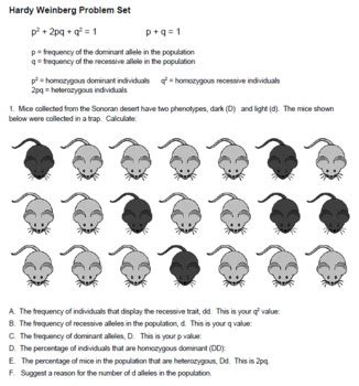 Follow up with other practice problems using human hardy weinberg problem set. Hardy Weinberg Problem Set (KEY) by Biologycorner | TpT