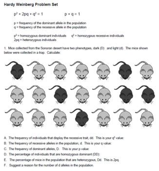 Individuals producing seed without an awn are homozygous recessive, those with a long awn are homozygous dominant, and those with a medium awn are heterozygous. Hardy Weinberg Problem Set (KEY) by Biologycorner | TpT