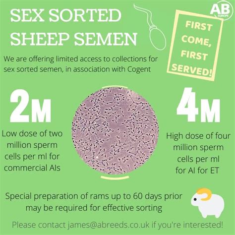 🐏sex Sorted Semen For Your Rams We Are Offering A Limited Service