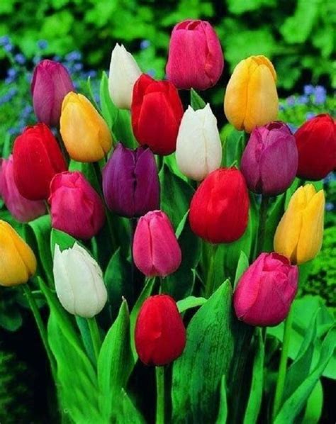 Imágenes Que Demuestran La Belleza De Los Tulipanes E Información