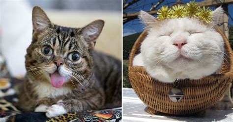 15 Of The Worlds Most Famous Catspurrfection Purrtacular