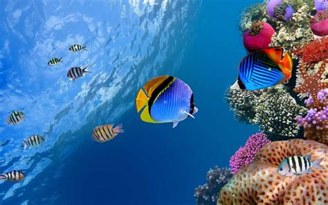 Marine Life Wallpapers Top Free Marine Life Backgrounds Wallpaperaccess