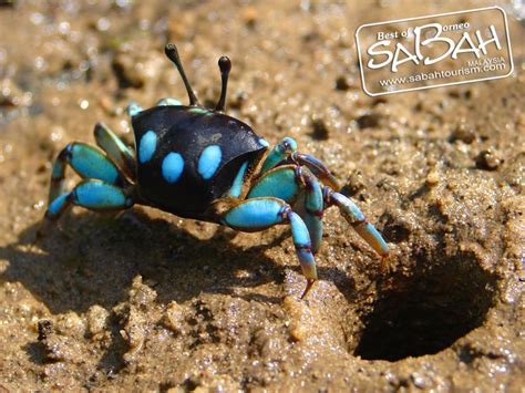 Cute Fiddler Crab Found In Sabah Sabah Borneo Crab Wetland Pretty