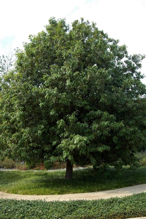 Oak trees are one of the most long lived trees know for their strength, it is time to grow on for yourself and see the scientific name of the species honors the botanist frederick manson bailey. Dirt Doctor - Library Topics