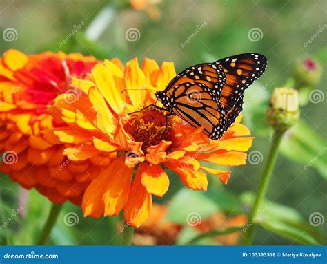 Beautiful Butterfly Sitting On A Flower Stock Photo Image Of Lady