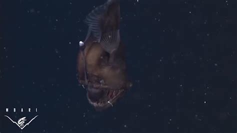 Rare ‘seadevil Fish Caught On Film In The Monterey Canyon