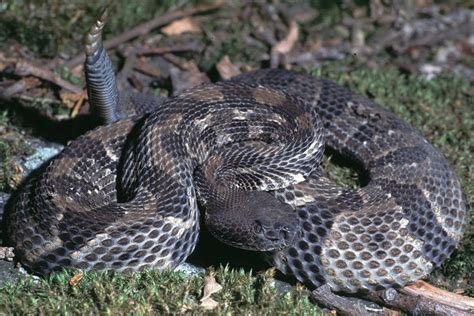 Check spelling or type a new query. Timber Rattlesnake photo