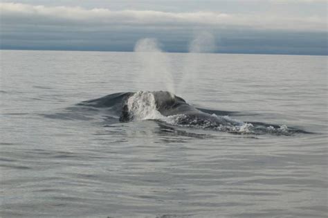 Rare Species Of North Pacific Right Whale Carries A Tune Across The