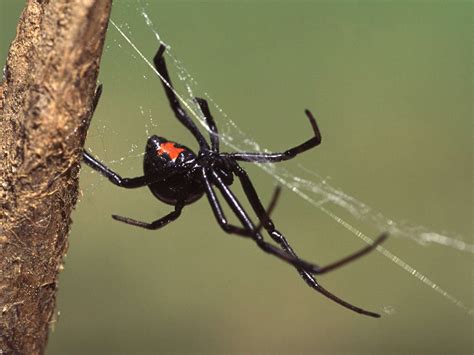 Brown Recluse Black Widow Spider Bite On Dog The Danger Of Spider