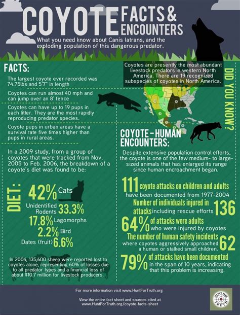 Coyotes Coyote Facts Coyote Animal Facts