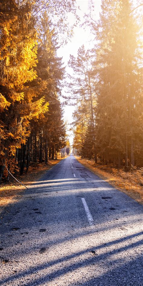 Download 1080x2160 Wallpaper Autumn Trees Road Path Sunlight