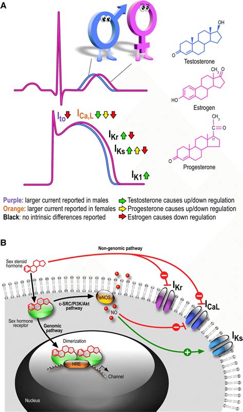 A Overview Of Intrinsic Gender Differences And Effect Of Sex Hormones