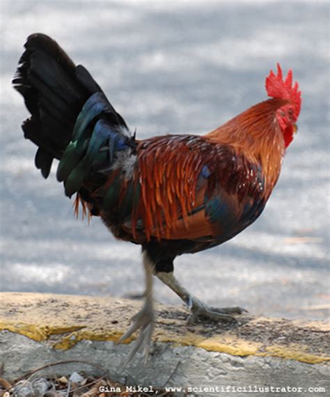 Reviews for photos of key west chicken. Common Sense, Dancing » Blog Archive » No one thought to ...