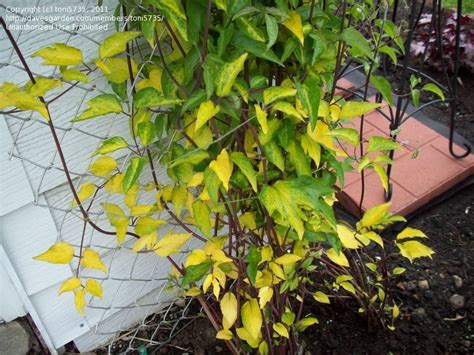Bronze tinged foliage in winter, flowers pale yellow spotted reddish purple. Clematis: Jackmanii leaves are yellowing, 1 by toni5735