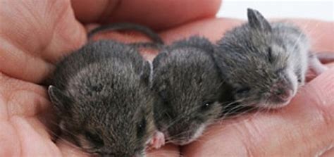 The most common baby field mouse material is paper. Baby Animal Zoo - Part 11