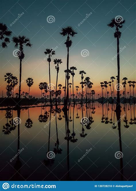 Sugar Palm Tree Field With Reflection In The Water Before Sunrise So