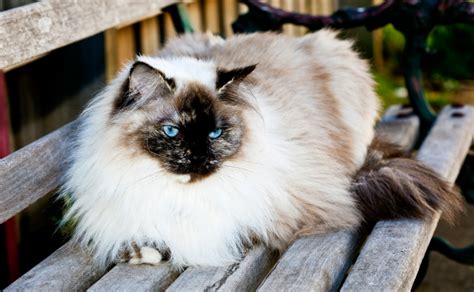 Today ragdolls are the fifth most popular breed registered by cfa. Ragdoll Cats - Burke's Backyard
