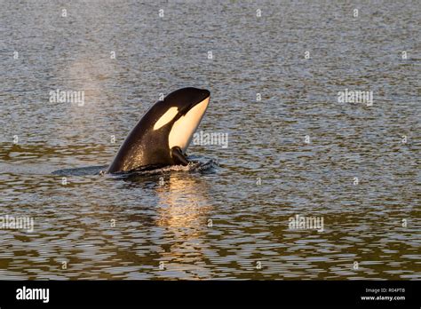 Killer Whale Calf Orcinus Orca Spy Hopping At Sunset Near Point