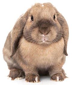 G e n e t i c s. Dihybrid cross worksheet answers rabbits