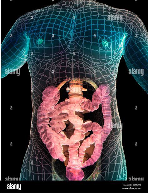 Healthy Abdomen 3d Ct Scan Stock Photo Royalty Free Image 56392616