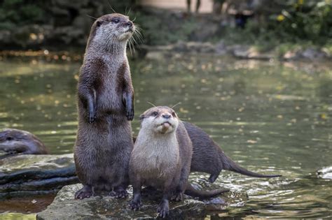 Otter Guide Where Do They Live What Do They Eat And How To Identify Them Discover Wildlife