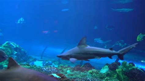 Seaworld Holding Week Long Shark Celebration