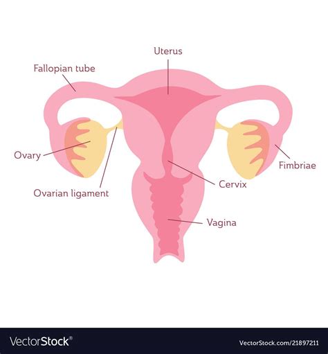 Free Vector Images Vector Free Png Images Female Reproductive System