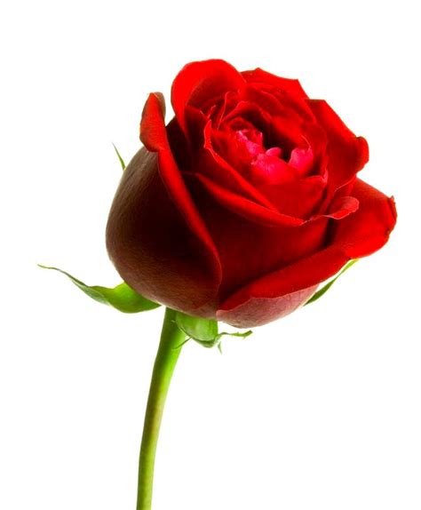 Gambar Bunga Ros Paling Cantik Denah