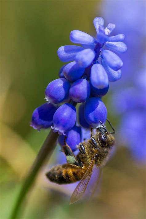 Hours may change under current circumstances Bluebell Bee | Bee, Bluebells, Bees and wasps