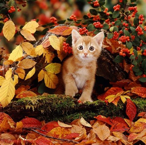 Autumn Kittens Cute Kittens Photo 41588939 Fanpop