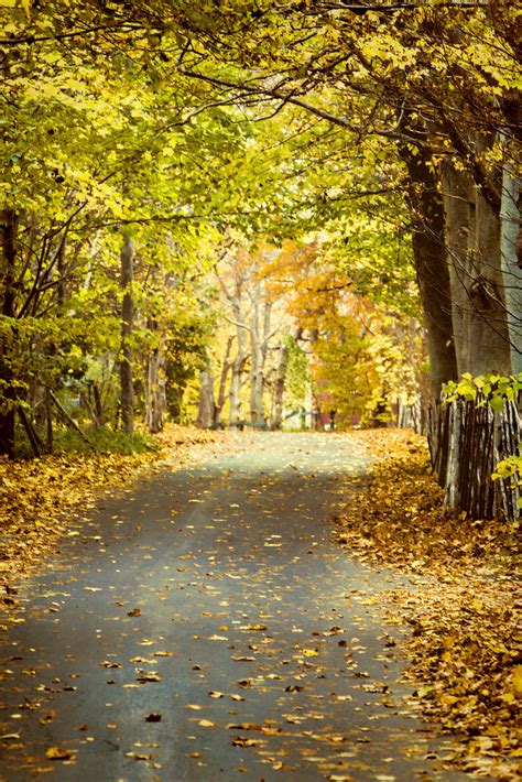 Free Photo Autumn Leaves On Road Alley Rural Path Free Download