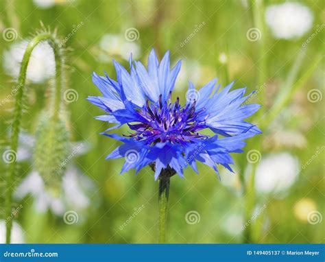 Beautiful Blue Blooming Cornflower Closeup Stock Image Image Of