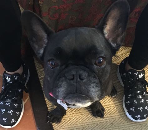 French Bulldog With A Mom With Frenchie Kicks By Adidas Where Can We