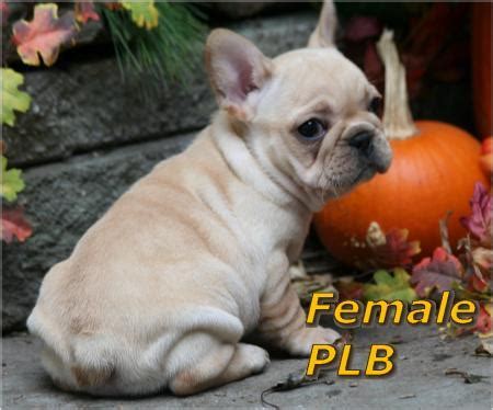 Ethical frenchie french bulldog puppies are socialized for best behavior. Cost to Ship French Bulldog needs a ride to NYC. to New ...