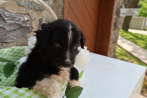 Premium border collie puppies can go for more than $6000, depending on the lineage. Bord Four: Border Collie puppy for sale near Kalamazoo ...