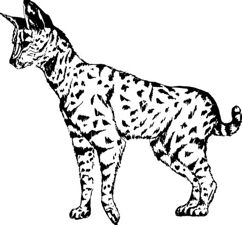 Wild Cat Vector Png File Png Mart