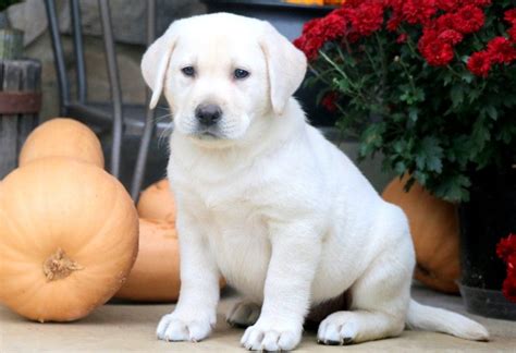 English Cream Labrador Retriever Puppies For Sale Keystone Puppies