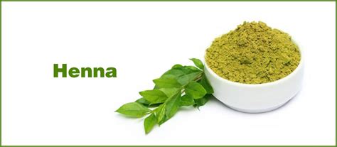 Find the perfect henna plant stock illustrations from getty images. Prophetic Medicine - Henna | Sunnah of our prophet ...